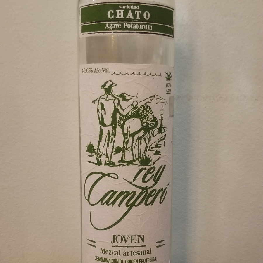 Rey Campero Chato (Agave Potatorum)