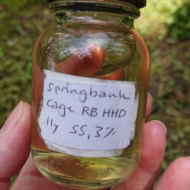 Springbank Cage Bottle, 11 year, RB HHD