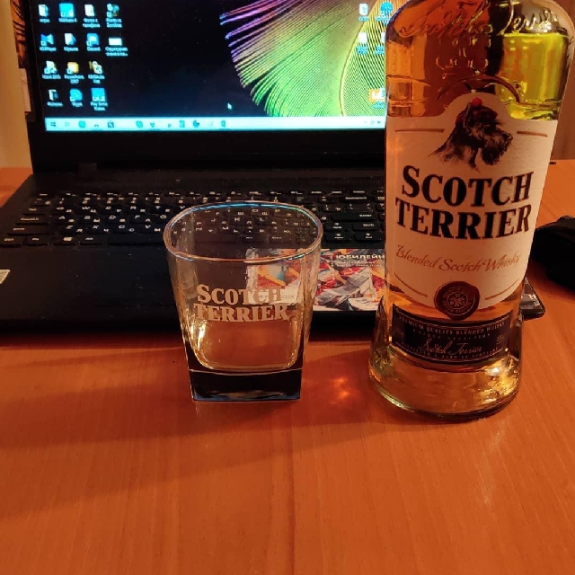 Scotch terrier