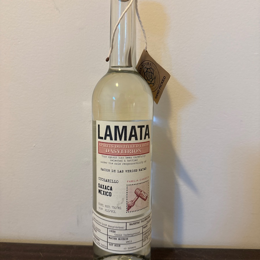 Lamata Dasylirion