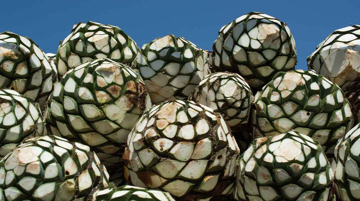The Best Mezcal 50 (Or Under) Can Buy!
