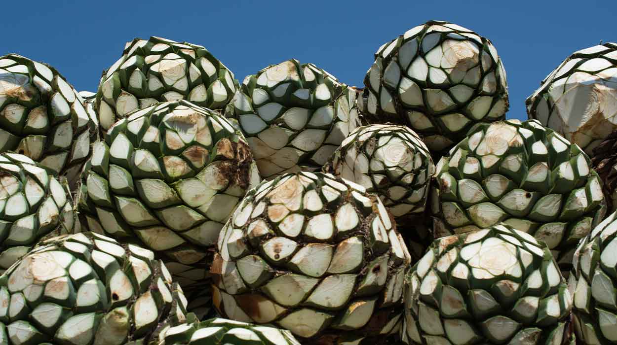 The Best Blanco Tequilas Under 50